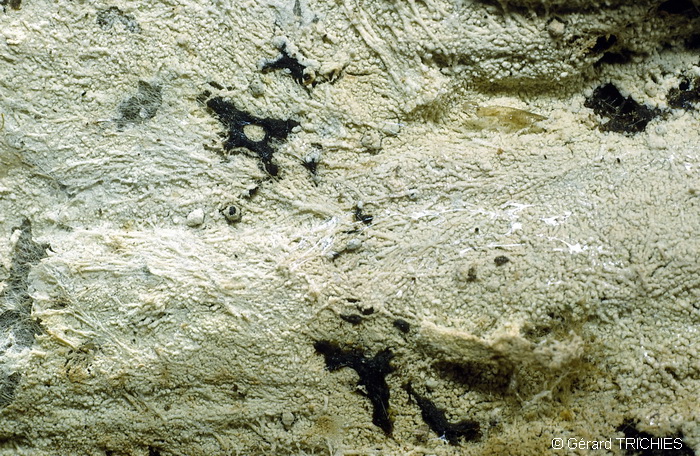 Trechispora cohaerens - (Cristinia helvetica)